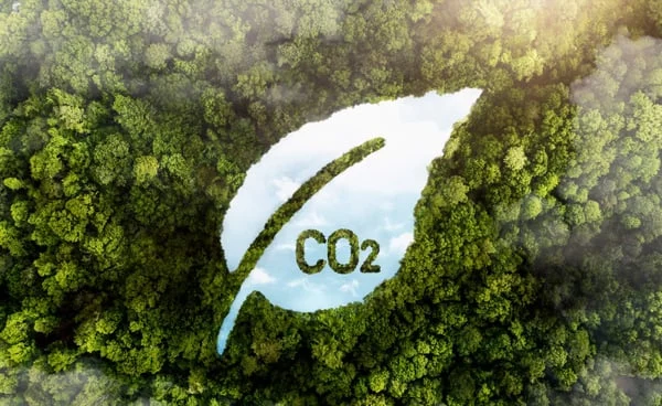 view-green-forest-trees-with-co2-2